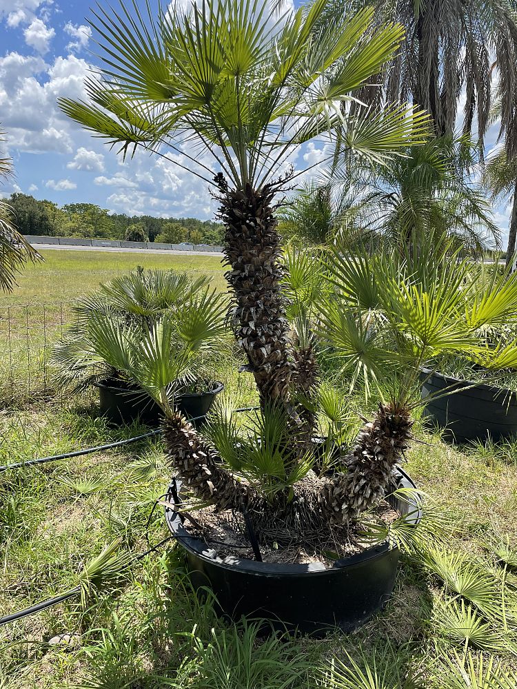chamaerops-humilis-european-fan-palm-mediterranean-fan-palm