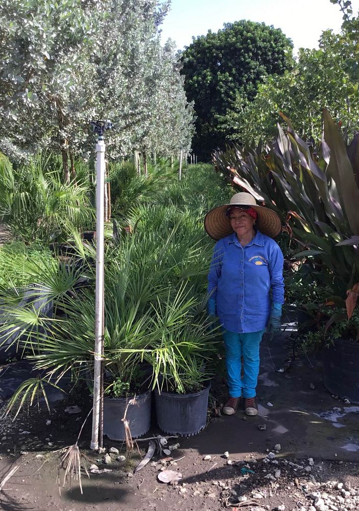 chamaerops-humilis-european-fan-palm-mediterranean-fan-palm