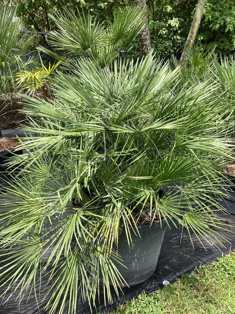 chamaerops-humilis-european-fan-palm-mediterranean-fan-palm