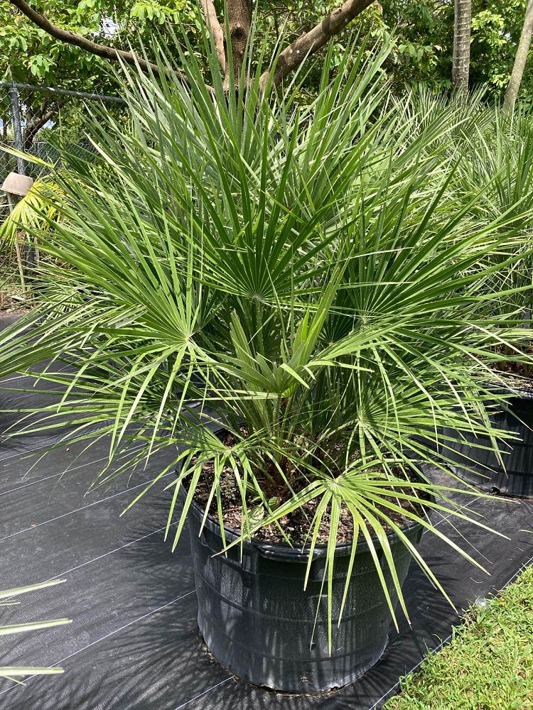 chamaerops-humilis-european-fan-palm-mediterranean-fan-palm