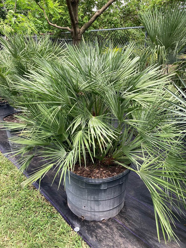 chamaerops-humilis-european-fan-palm-mediterranean-fan-palm