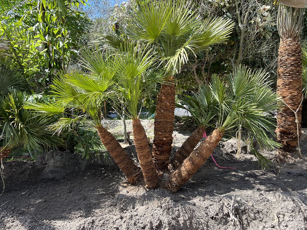 chamaerops-humilis-european-fan-palm-mediterranean-fan-palm