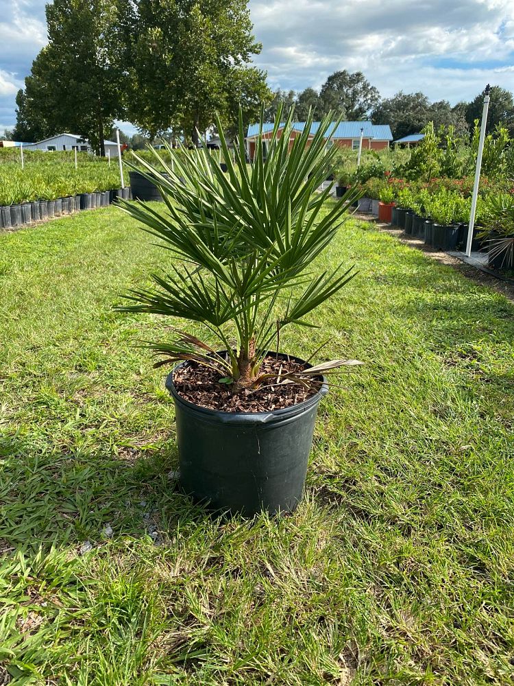 chamaerops-humilis-european-fan-palm-mediterranean-fan-palm