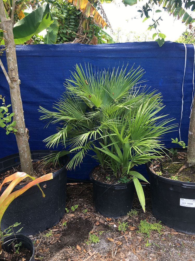 chamaerops-humilis-european-fan-palm-mediterranean-fan-palm