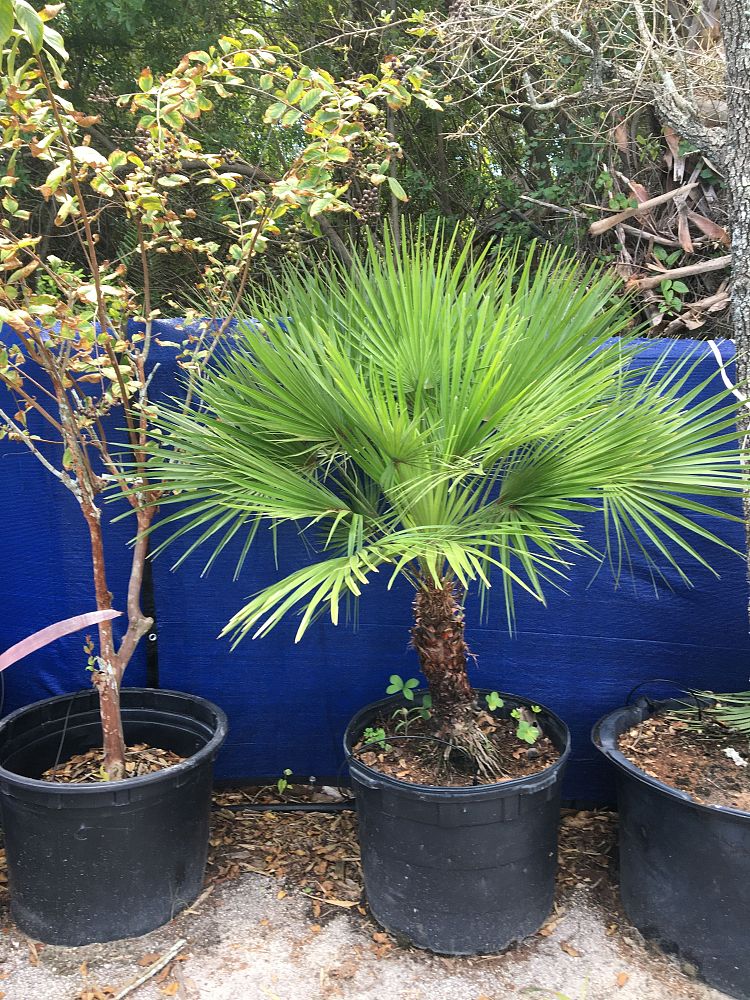 chamaerops-humilis-european-fan-palm-mediterranean-fan-palm