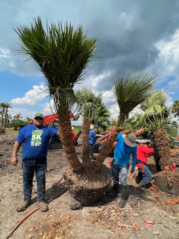 chamaerops-humilis-european-fan-palm-mediterranean-fan-palm