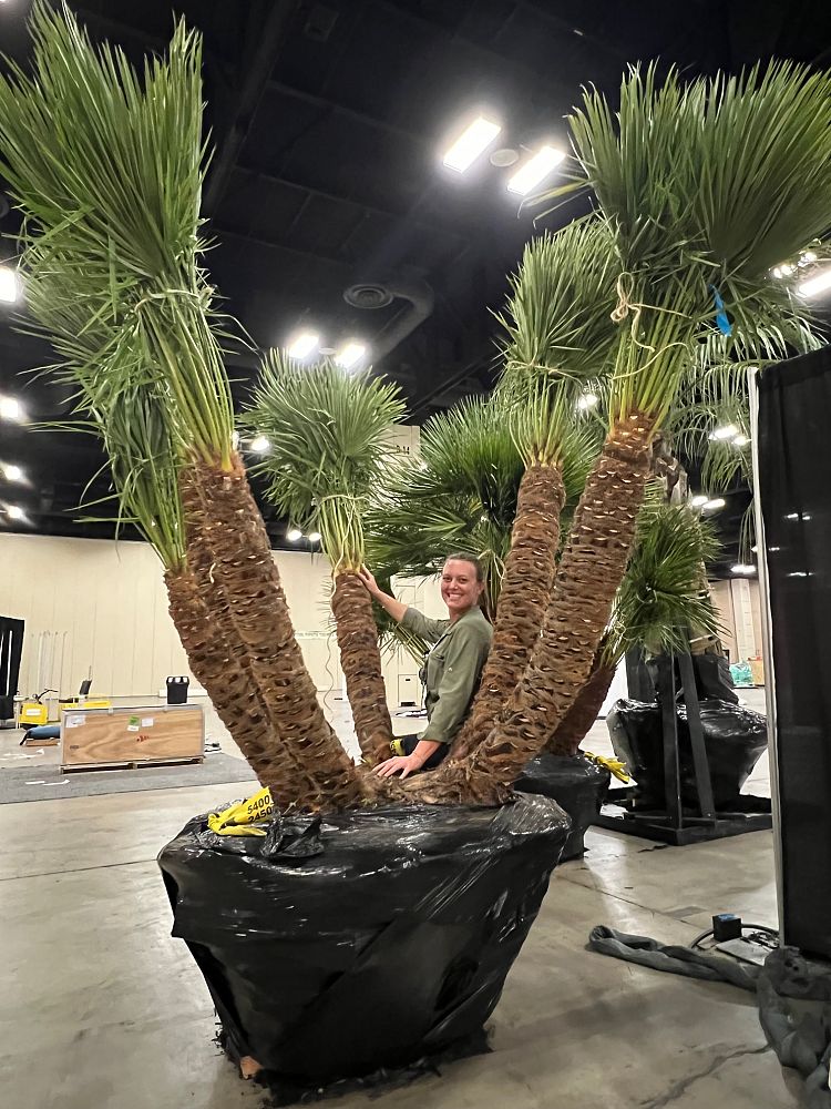 chamaerops-humilis-european-fan-palm-mediterranean-fan-palm