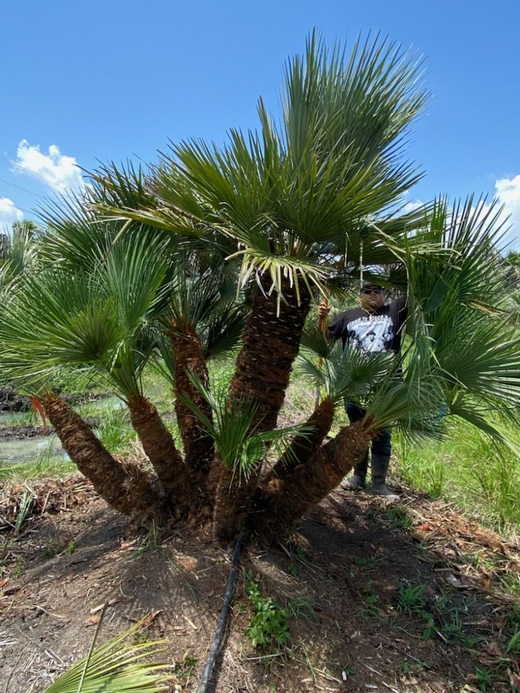 chamaerops-humilis-european-fan-palm-mediterranean-fan-palm