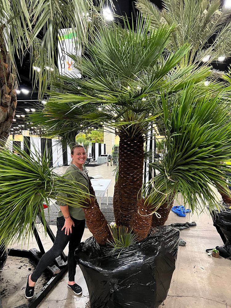 chamaerops-humilis-european-fan-palm-mediterranean-fan-palm