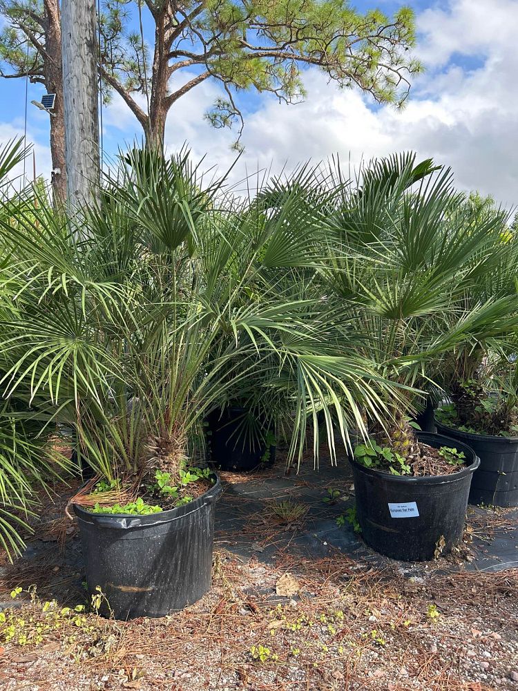 chamaerops-humilis-european-fan-palm-mediterranean-fan-palm