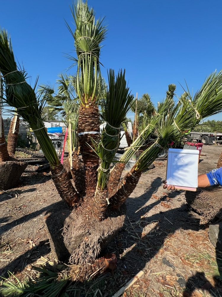 chamaerops-humilis-european-fan-palm-mediterranean-fan-palm