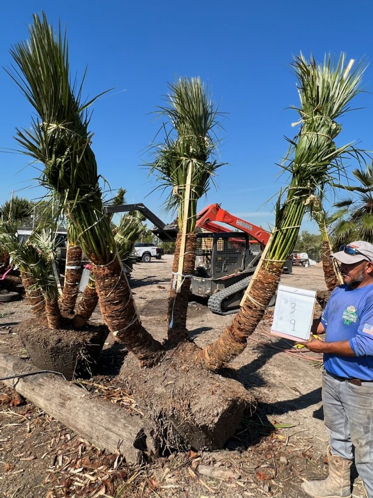 chamaerops-humilis-european-fan-palm-mediterranean-fan-palm
