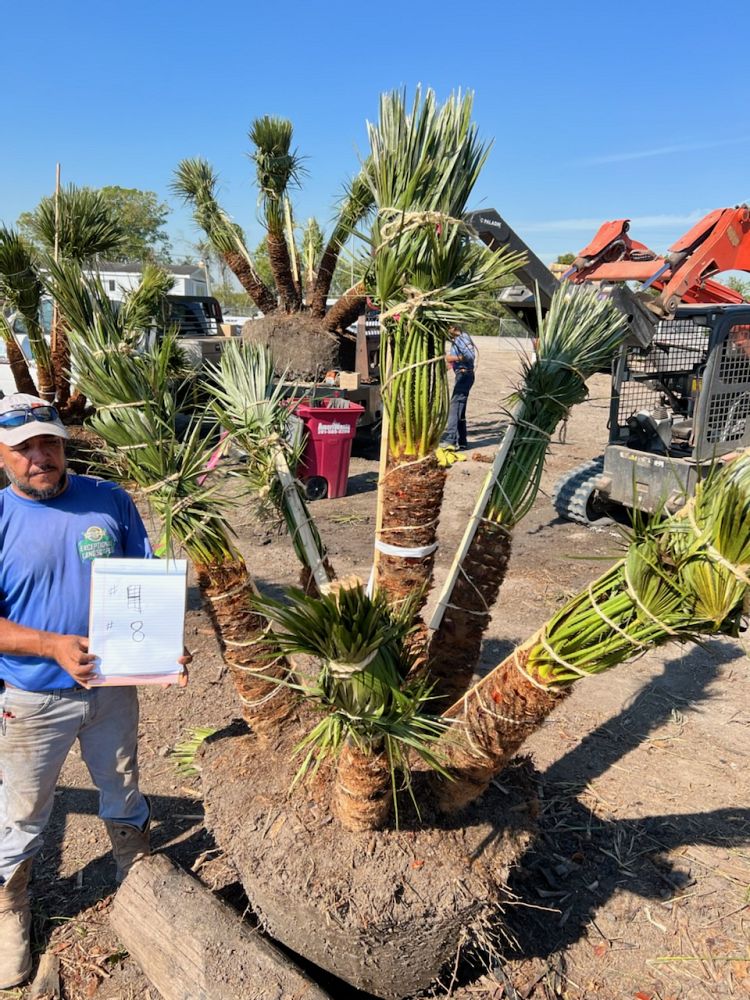 chamaerops-humilis-european-fan-palm-mediterranean-fan-palm