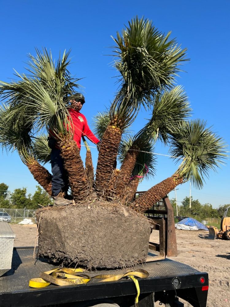 chamaerops-humilis-european-fan-palm-mediterranean-fan-palm