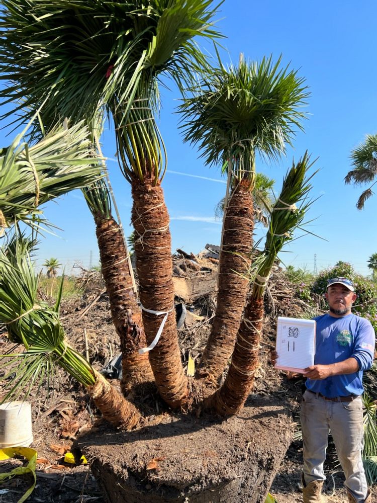 chamaerops-humilis-european-fan-palm-mediterranean-fan-palm