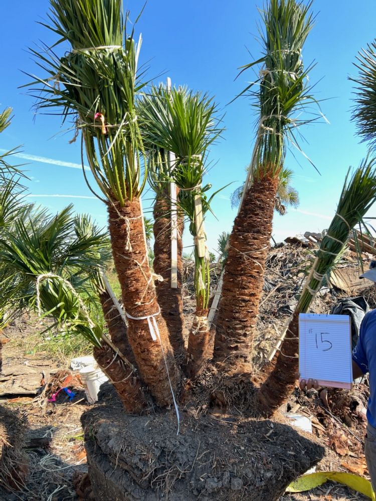 chamaerops-humilis-european-fan-palm-mediterranean-fan-palm