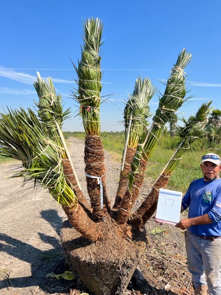 chamaerops-humilis-european-fan-palm-mediterranean-fan-palm