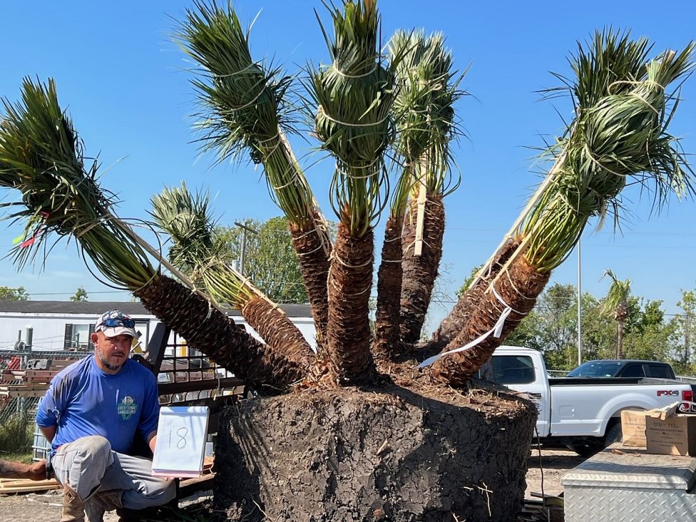 chamaerops-humilis-european-fan-palm-mediterranean-fan-palm