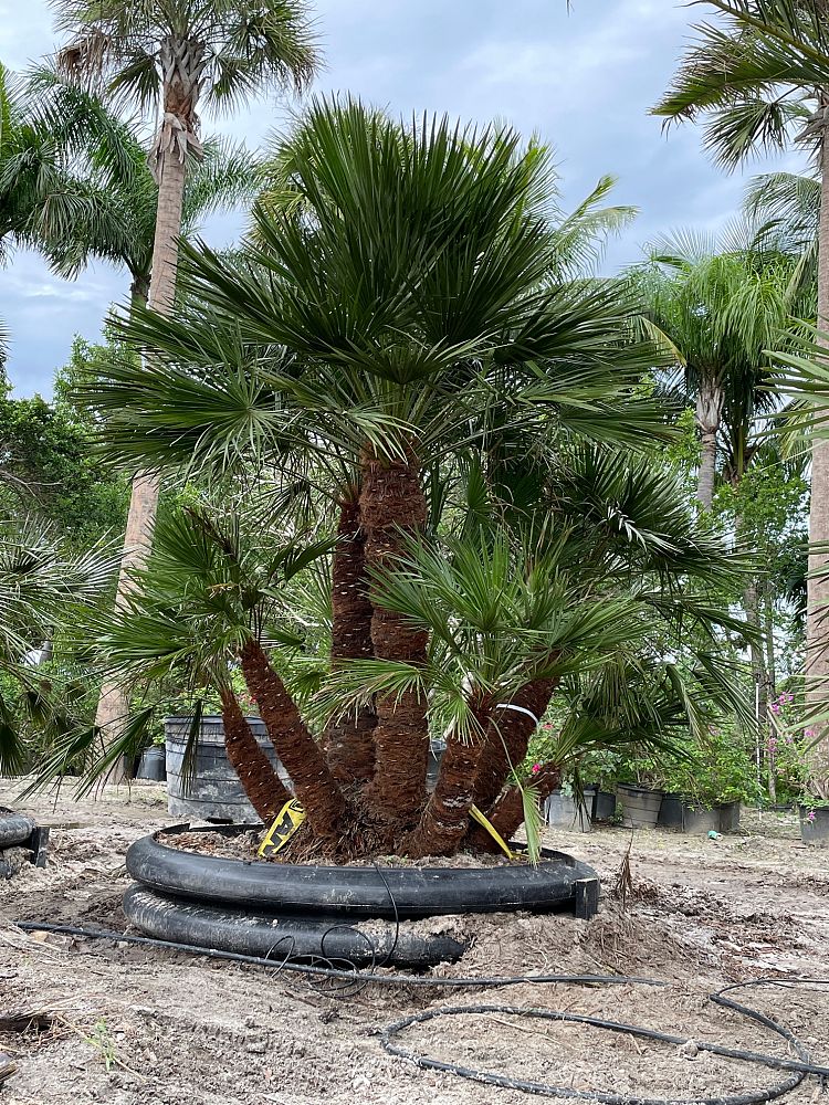 chamaerops-humilis-european-fan-palm-mediterranean-fan-palm