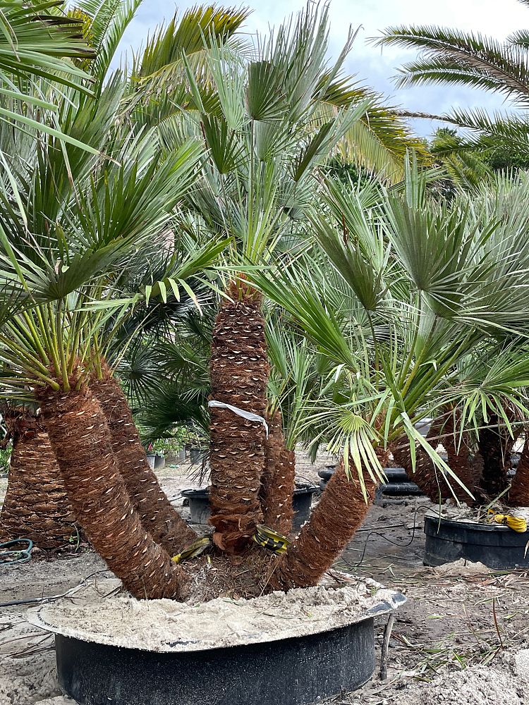chamaerops-humilis-european-fan-palm-mediterranean-fan-palm