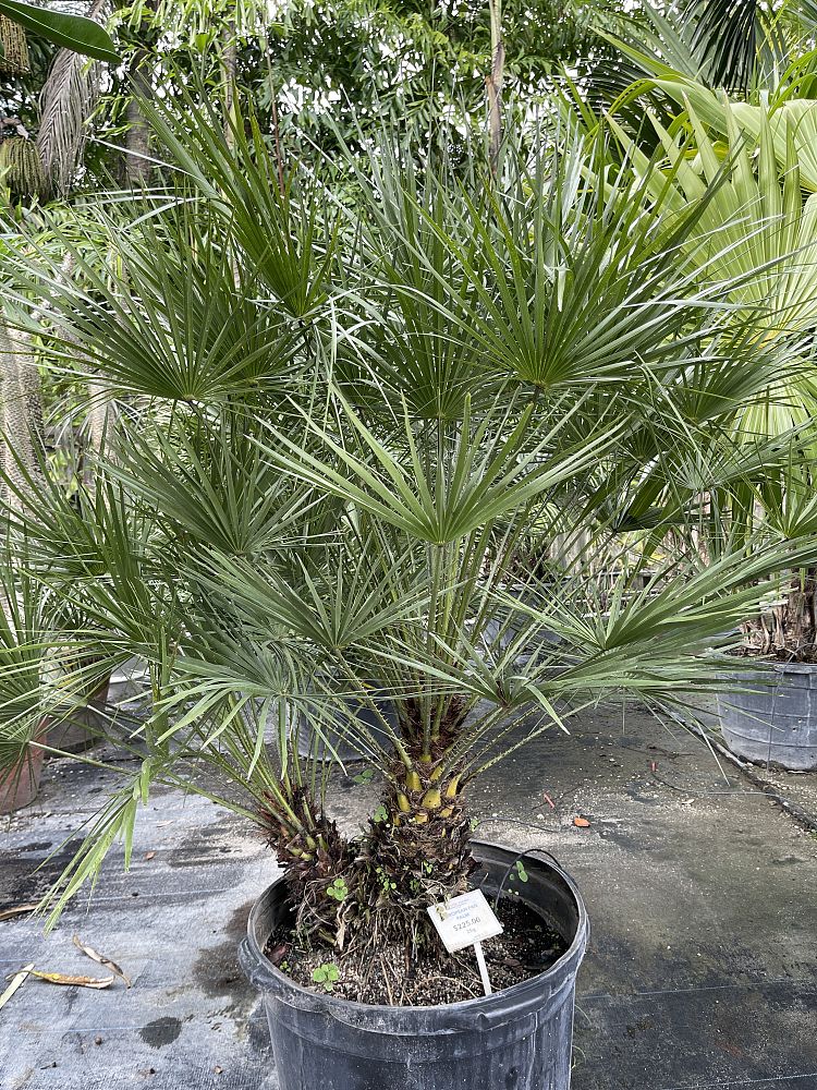 chamaerops-humilis-european-fan-palm-mediterranean-fan-palm