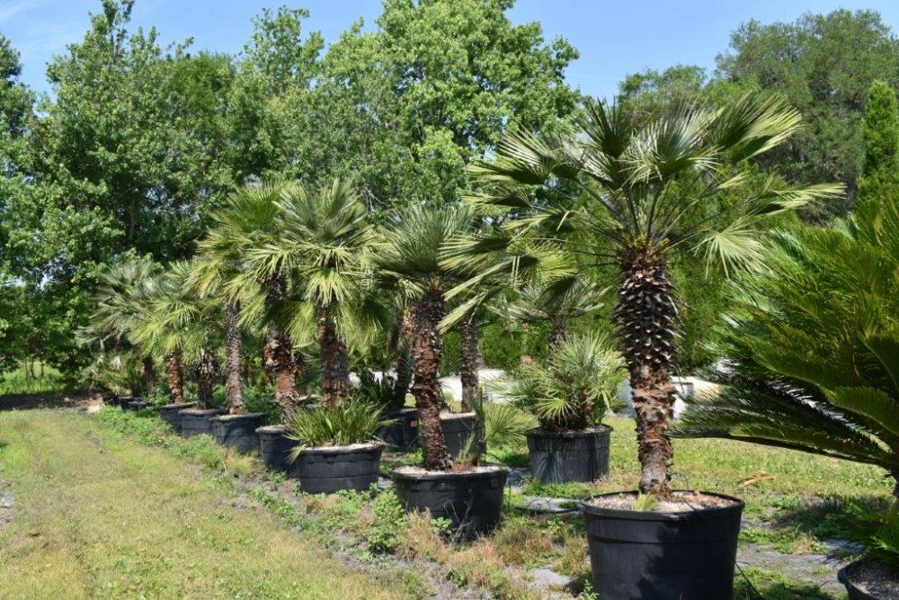 chamaerops-humilis-european-fan-palm-mediterranean-fan-palm