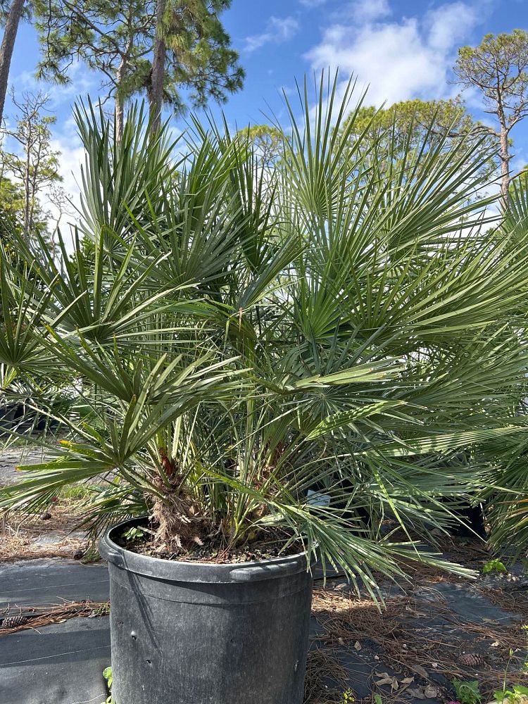 chamaerops-humilis-european-fan-palm-mediterranean-fan-palm