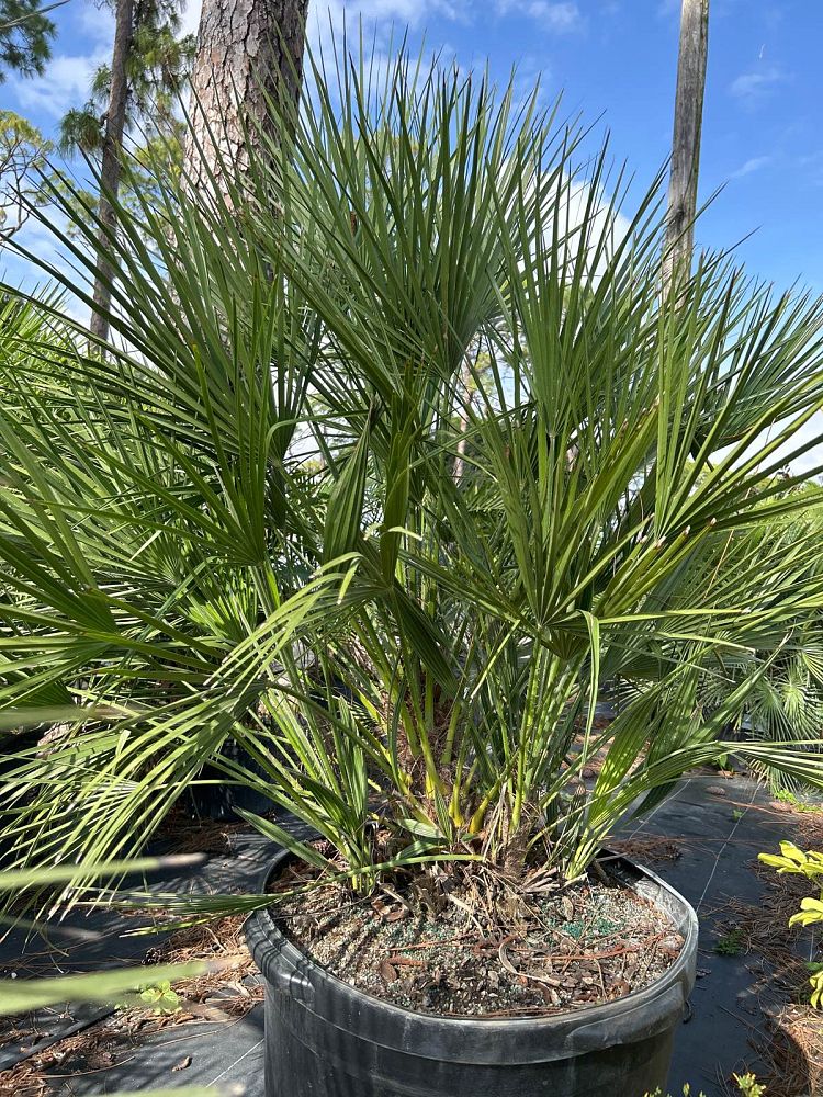 chamaerops-humilis-european-fan-palm-mediterranean-fan-palm