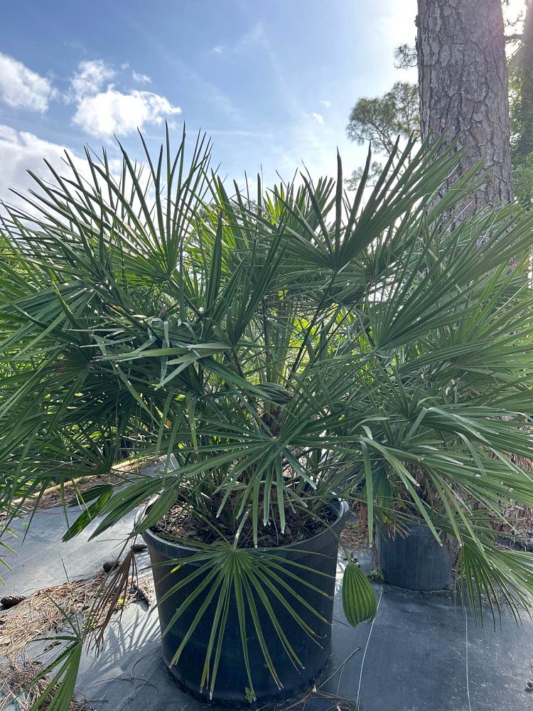 chamaerops-humilis-european-fan-palm-mediterranean-fan-palm