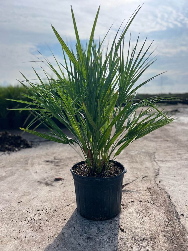 chamaerops-humilis-european-fan-palm-mediterranean-fan-palm