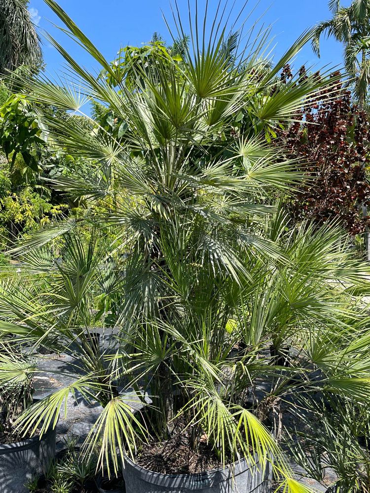 chamaerops-humilis-european-fan-palm-mediterranean-fan-palm