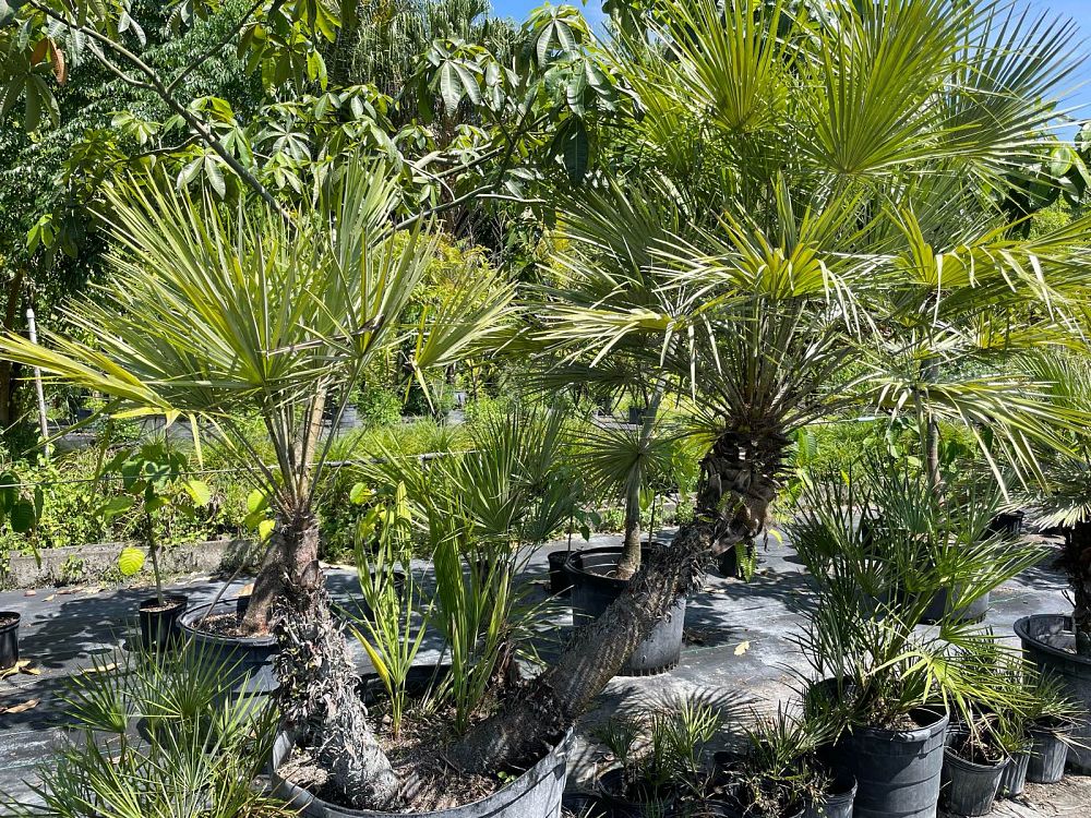 chamaerops-humilis-european-fan-palm-mediterranean-fan-palm