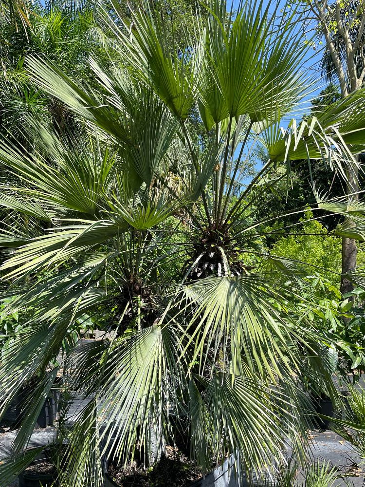 chamaerops-humilis-european-fan-palm-mediterranean-fan-palm
