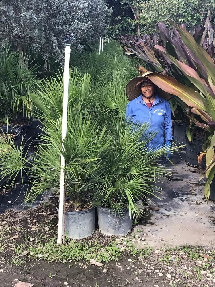 chamaerops-humilis-european-fan-palm-mediterranean-fan-palm