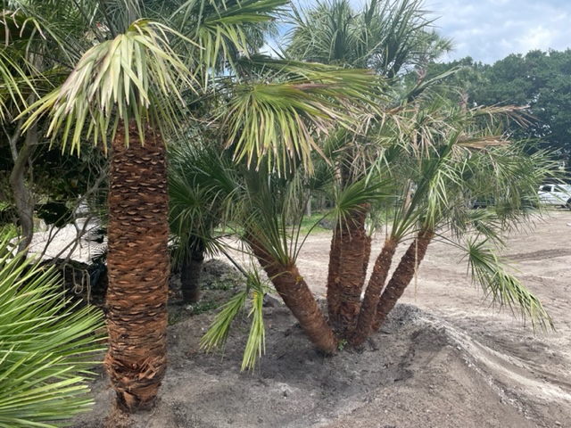 chamaerops-humilis-european-fan-palm-mediterranean-fan-palm
