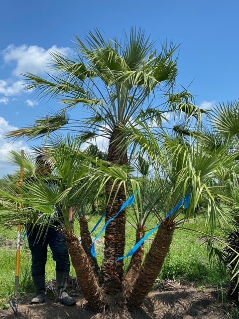 chamaerops-humilis-european-fan-palm-mediterranean-fan-palm