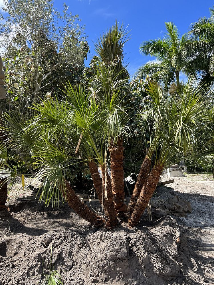 chamaerops-humilis-european-fan-palm-mediterranean-fan-palm