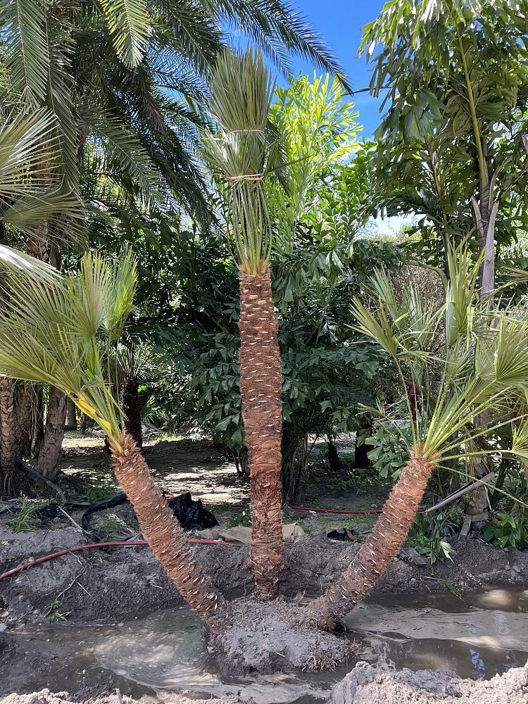 chamaerops-humilis-european-fan-palm-mediterranean-fan-palm