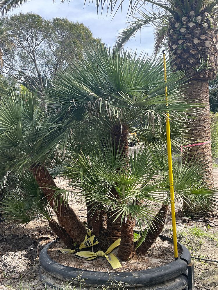 chamaerops-humilis-european-fan-palm-mediterranean-fan-palm