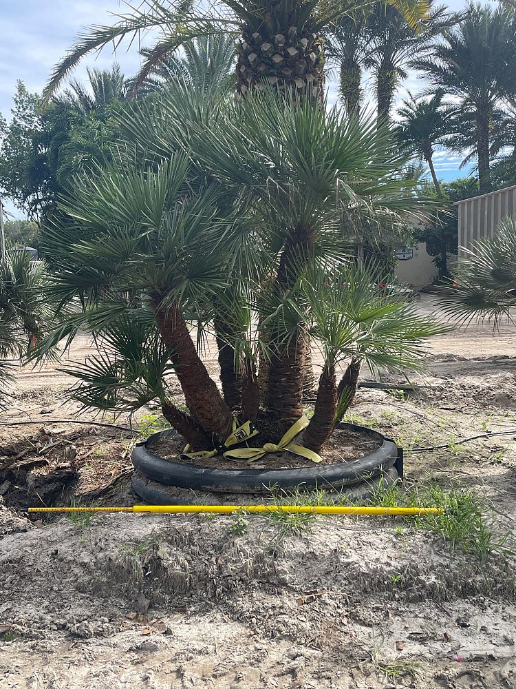chamaerops-humilis-european-fan-palm-mediterranean-fan-palm