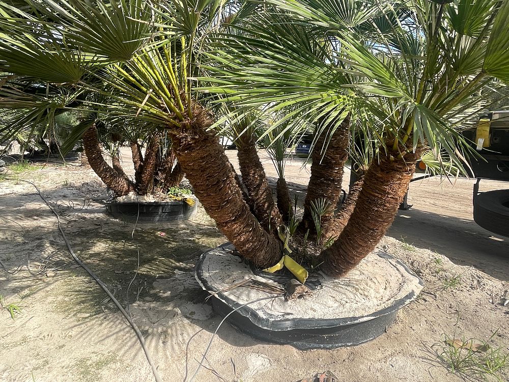 chamaerops-humilis-european-fan-palm-mediterranean-fan-palm
