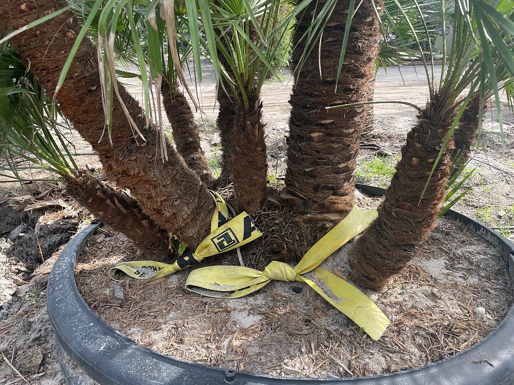 chamaerops-humilis-european-fan-palm-mediterranean-fan-palm