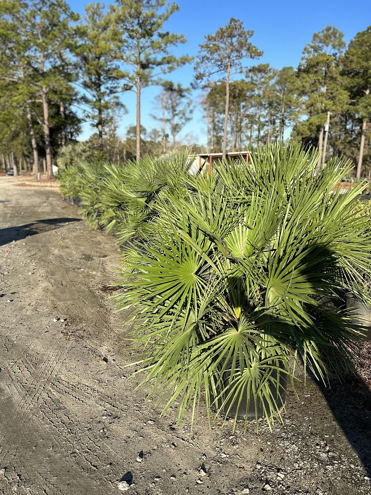 chamaerops-humilis-european-fan-palm-mediterranean-fan-palm