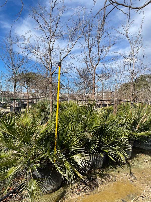 chamaerops-humilis-european-fan-palm-mediterranean-fan-palm