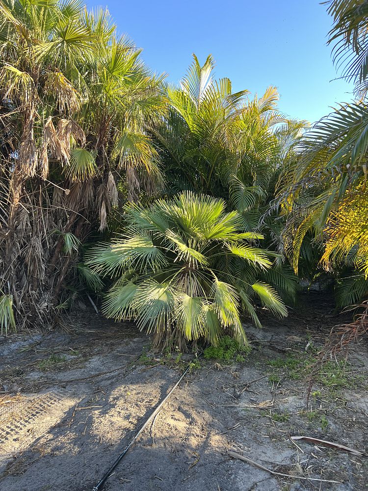 chamaerops-humilis-european-fan-palm-mediterranean-fan-palm