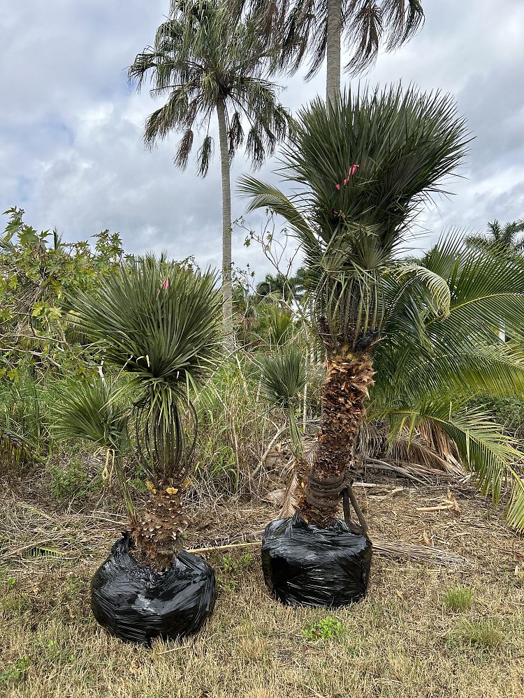 chamaerops-humilis-european-fan-palm-mediterranean-fan-palm