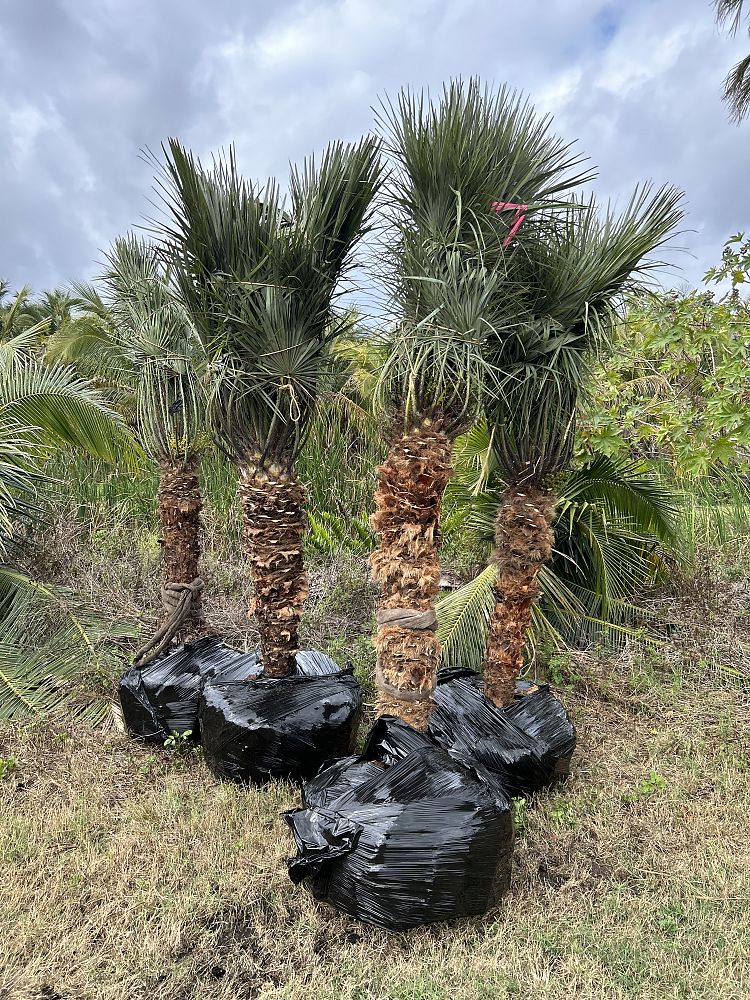 chamaerops-humilis-european-fan-palm-mediterranean-fan-palm