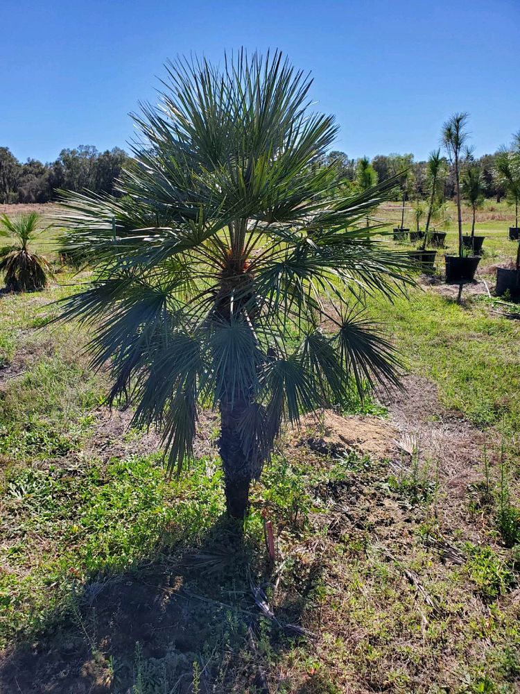 chamaerops-humilis-european-fan-palm-mediterranean-fan-palm