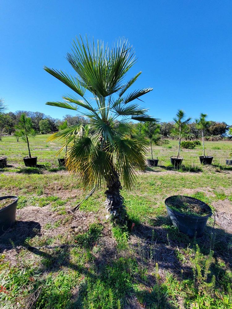 chamaerops-humilis-european-fan-palm-mediterranean-fan-palm
