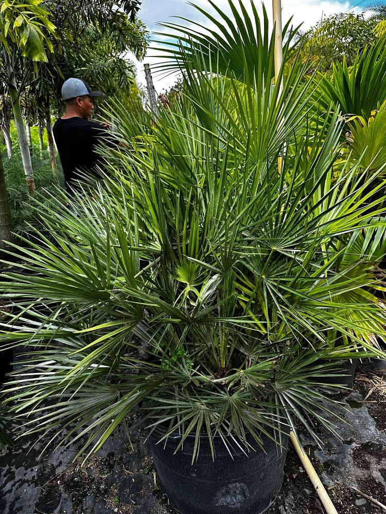 chamaerops-humilis-european-fan-palm-mediterranean-fan-palm